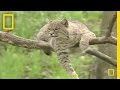 Bobcats on Kiawah Island