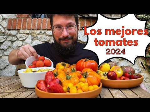 Los mejores TOMATES de esta temporada 2024