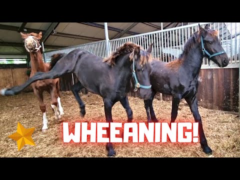Weaning the foals Rising Star⭐😭, Reina and Sanne! Part 3| Friesian Horses