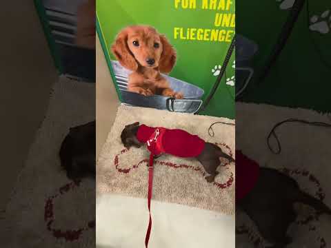 laratepp 🤗: #short #shorts #laratepp