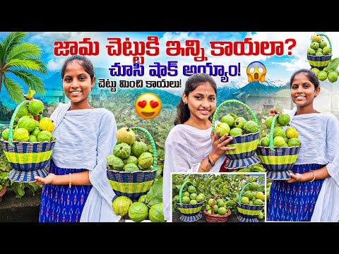 చెట్టంతా జామ కాయలే |ఒక్క జామ చెట్టుకు ఇన్నికాయలు? చూసి షాక్😲 అయ్యాం| Lots Of Guava Fruits Harvesting