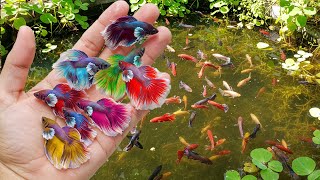 Let's Go ! Catch Colorful Aquarium Fish By Hand, Rainbow Betta Fish, Siamese Fighting Fish