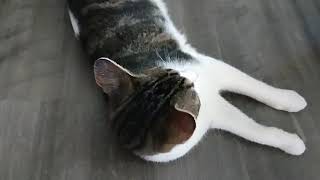 Kitten playing with an Easter egg