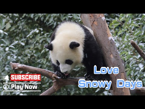 Compilation Of Pandas Enjoying Themselves In Snow | iPanda