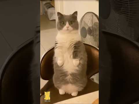 Funny Cat & Cute Kittens541π» #shorts #kucing #kucinglucu #funny #pet #cat #foryou #viral #viralvideo
