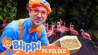 Chodźmy do zoo, cz. 1 | 📙Blippi po polsku📙Nauka i zabawa dla Dzieci