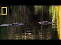 Alligator Maternal Behavior Insights