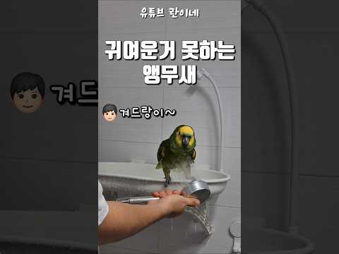 [수리] 웃긴거 말고 귀여운거 하고싶다 / #말하는앵무새 #앵무새키우기