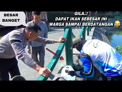 Asli Heboh..! Mancing pinggir jalan dapat ikan besar Sampai mau di beli