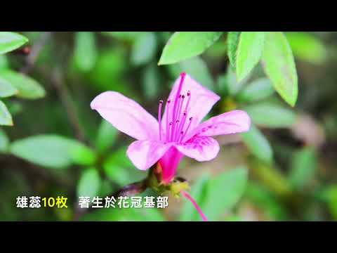 烏來杜鵑 ㊙大家來尋寶🎁 - YouTube