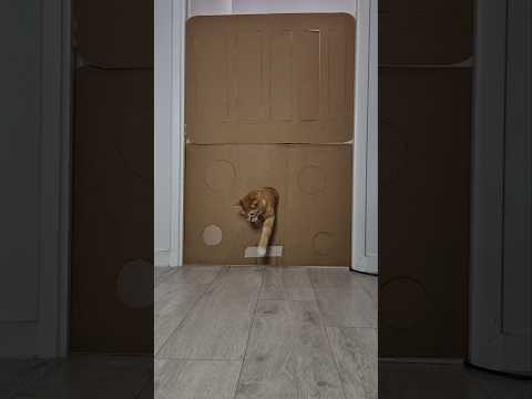 #chat #cat #challenge