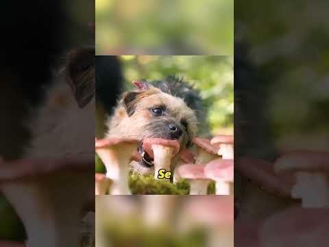 El dueño quiere abandonar al perro. #peliculas #viralvideo