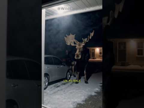 QUANTO È PERICOLOSO UN ALCE?