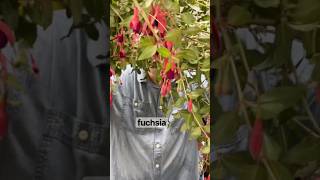 I’ve never seen Fuchsias as a cut flower!!  Its flowers are pretty and the foliage is so graceful!