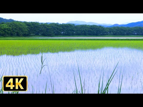 【自然音BGM】やさしい水音と田園風景で集中＆リラックスできる2時間