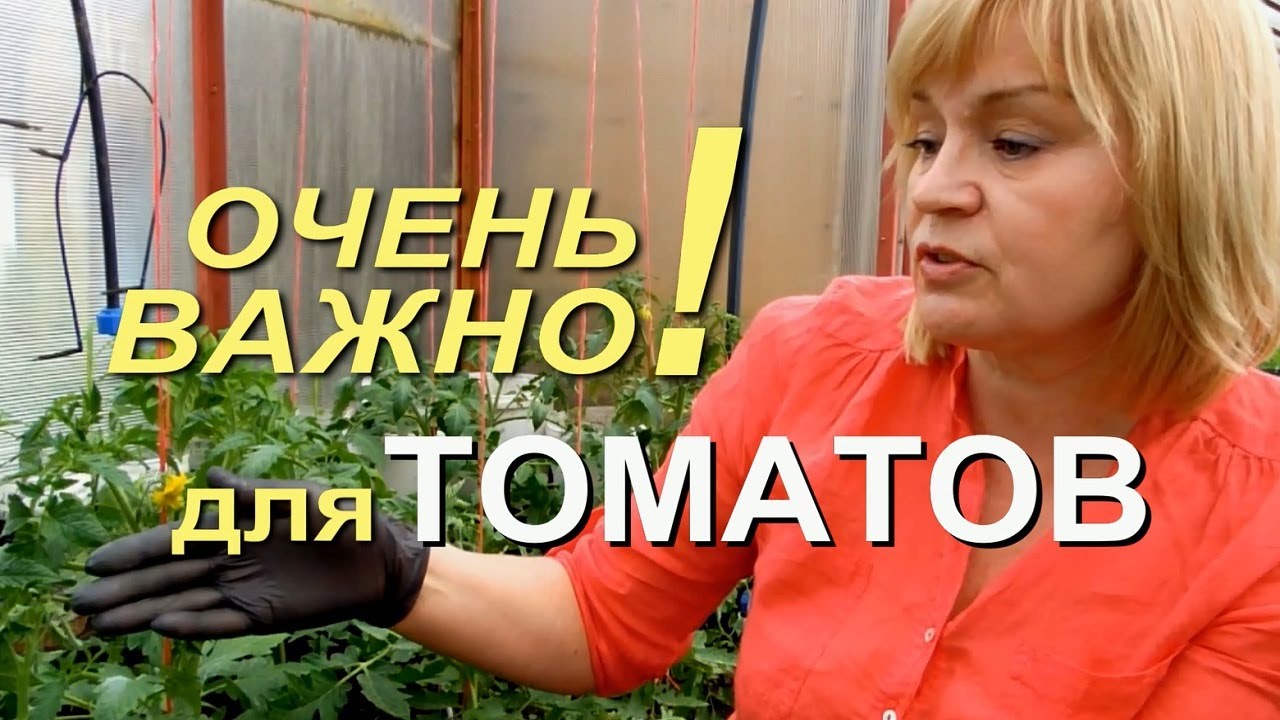 Сделайте это обязательно при формировке томатов!