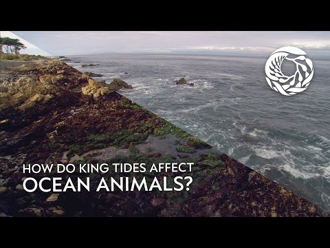 How do king tides affect ocean animals? | Today on the Bay