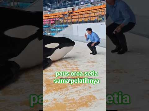 paus orca setia sama pelatih‼️#animal #shorts #trending