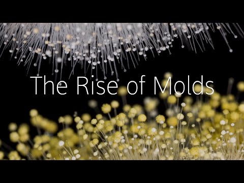 The Rise of Molds - YouTube