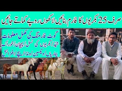 sirf 25 Bakriyon ka Farm Bnayen Laakhon Rupy Kmaty jayen / Goat Farming business