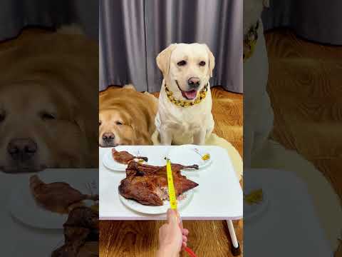 狗子:有你这么分东西的吗?不行我来Doggo: Is this how you share stuff? Fine, I’ll do it myself!#搞笑汪驾到#萌寵#寵物#搞笑#拉布拉多