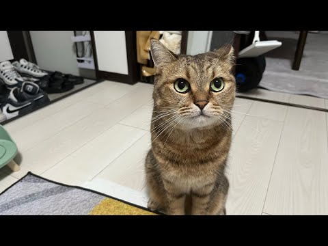 猫が鳴いたら即終了 生配信