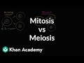 Comparing Mitosis and Meiosis: Key Concepts