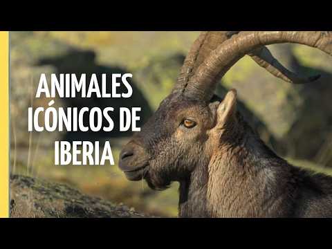 La Mítica Fauna de la Península Ibérica | Episodio Completo