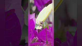 lemon butterfly