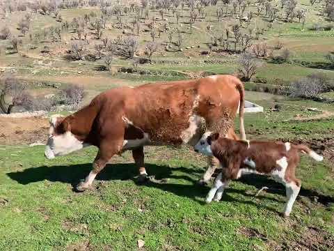 #قرآن بە دەنگی کامران پشدەری لە گەل سروشتی گوند