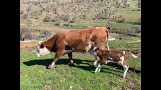 #قرآن بە دەنگی کامران پشدەری لە گەل سروشتی گوند