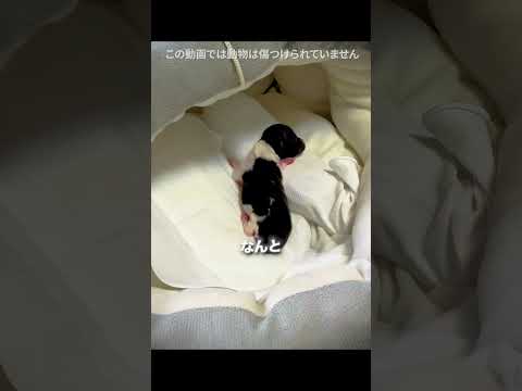 母犬が赤ちゃんを道に置き去りにした 🐱😢