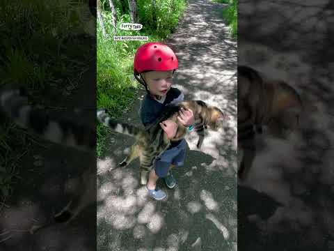 Little boy just wants a cat buddy 😂🐱        🎥: Katie Mazurek via ViralHog