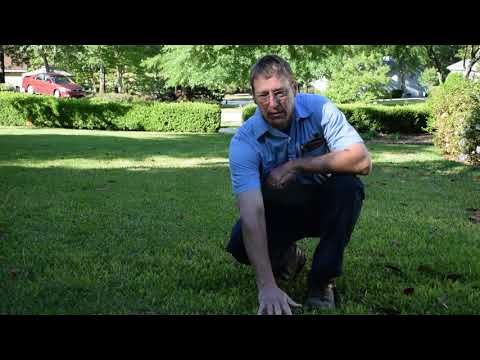 Floratam Grass Sod For Sale 11 21