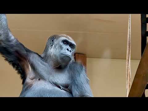 Pregnant Gorilla Shows Off Baby Bump