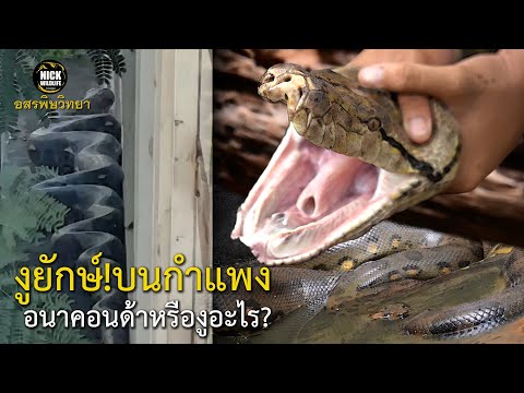 งูยักษ์ปีนกำแพง!! อนาคอนดาหรืองูอะไร? อสรพิษวิทยา EP.98