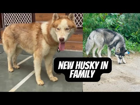 New massive size husky in family.daily vlog 🙏🏻