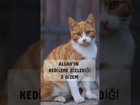 kedilerle ilgili hiç bilinmeyen bilgiler ve Hz peygamberin kedisi ile arasındaki muhabbet