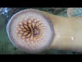 Sea Lamprey Biology and Ecology