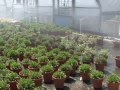 Irrigation Systems in Container Nurseries