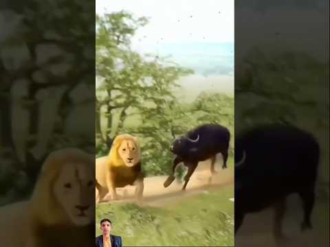 ماوراء المطاردة: فهم سلوكيات الاسد الغامضه #shorts