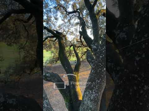 Zip Line โจ๐ with โโ @insta360 X4 ๐๐ผ#Insta360, #Insta360X4, #video #tutorial #creative
