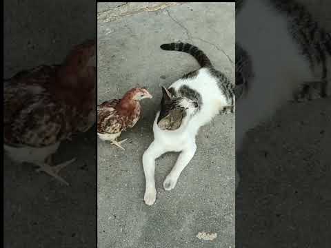 Tingkah lucu kucing dan ayam #sayangkucing #comedycat #comedy #ayam #animals
