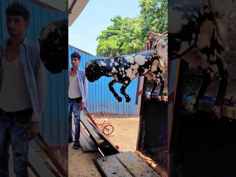 Goats Jumping in Deonar❤️ #bakraeid #bakraeid2024 #bakraeidspecial #bakra #goats #trending #biggoats