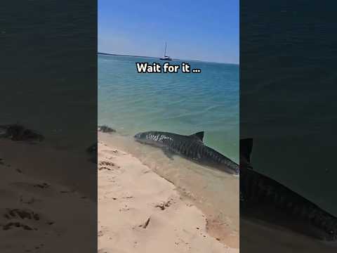 Watch your toes!! &#129416;&#128005;&#129327;A tiger shark was spotted ON the shore. Captured by Ruthy Roo #shark #nature
