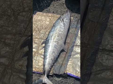 🤯3300 ரூபாய்க்கு இந்த வஞ்சரம் மீன்🐠 Worth ah⁉️#kasimedu #fish #trending
