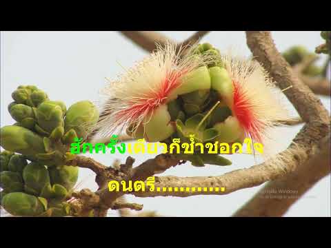 รอรักใต้ต้นกระโดน – แสดงสด(MIDI KARAOKE)