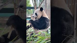 熊猫开饭了 牙齿真好panda