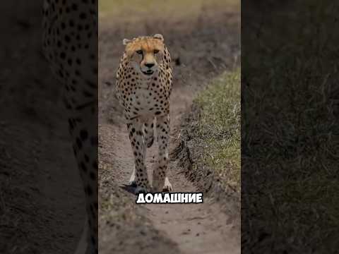 Животные которые звучат иначе #животные #шортс #топ