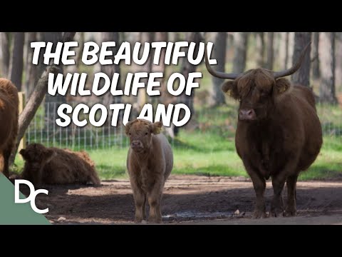 Getting Up Close With Some Of Scotland's Wildlife | Scotland: Escape the Wilderness | @DocoCentral